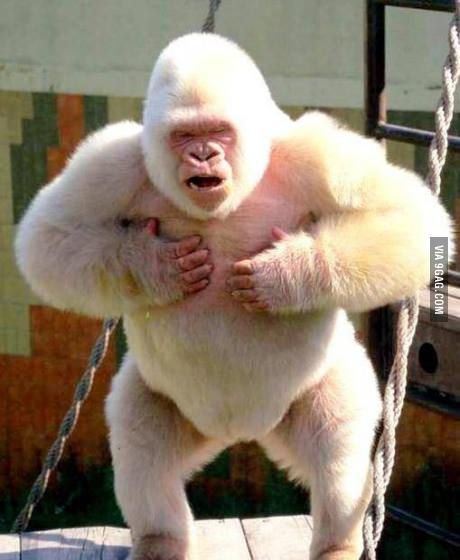 Snowflake the only albino gorilla Albino Gorilla, White Gorilla, Rare Albino Animals, Silverback Gorilla, Albino Animals, Unusual Animals, Rare Animals, Primates, Unique Animals