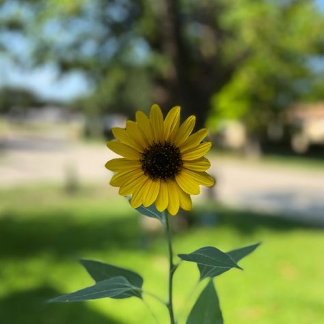 a no edit, raw photo of a sunflower #shotoniphone using the #portrait mode. loving this. #photography #nature #aesthetic Raw Photos To Edit Nature, Raw Portrait, Raw Pictures, Raw Photo, Nature Aesthetic, Flower Photos, Photography Nature, Nature Photos, Sunflower