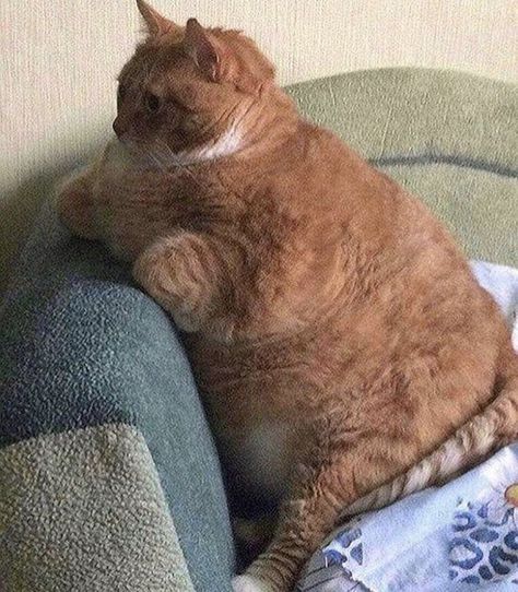 chubby kitty Goofy Cat, Goofy Cats, Silly Kitty, Chubby Cat, Funny Looking Cats, Cat Emoji, Cats Pictures, Cat Lounge, Cat Jokes