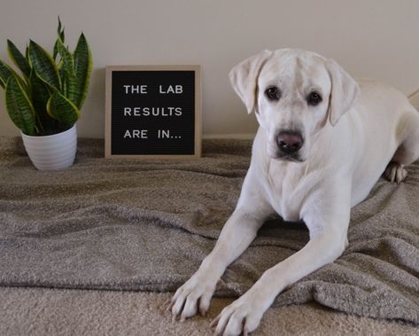 Lab Results Are In Baby Announcement, Dog Gender, Idea Lab, Gender Announcement, Baby Gender Reveal, Baby Gender, Baby Announcement, Gender Reveal, Letter Board