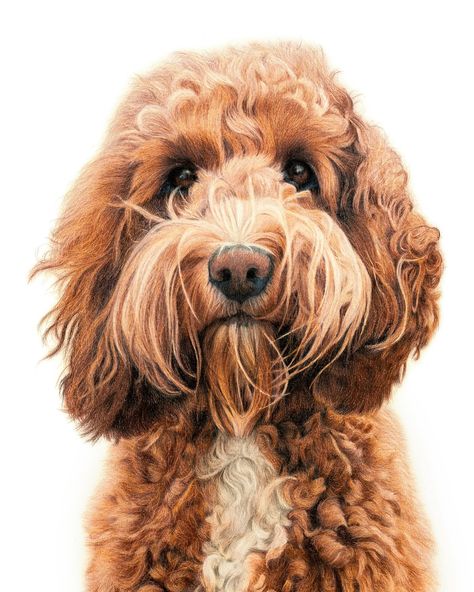 I seem to have gotten into the habit of posting my finished portraits in a reel but not the photo 🫣 So here’s Mabel! 🧡 She’s a super duper curly Australian labradoodle, that was commissioned as a gift last year. #australianlabradoodle #australianlabradoodlesofinstagram #curlydog #ilovemydog Cute Dog Painting, Goldendoodle Aesthetic, Golden Doodle Painting, Labradoodle Drawing, Doodle Dog Art, Dog Labradoodle, Paintings Of Dogs, Labradoodle Art, Painting Dogs