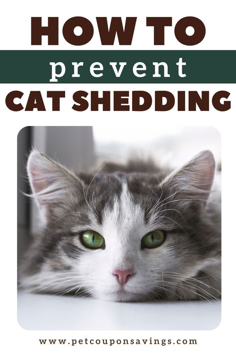 Is your cat shedding? There are methods that you can take to prevent your cat from shedding excessively. See our tips and advice to be well on your way to having less cat fur around your house. #cats #cathealth #pets #howto #tips Shoe Hacks, Cat Advice, Cat Ownership, House Cats, Cat Health Care, Cat Shedding, Cat Hacks, Cat Care Tips, Hair Shedding