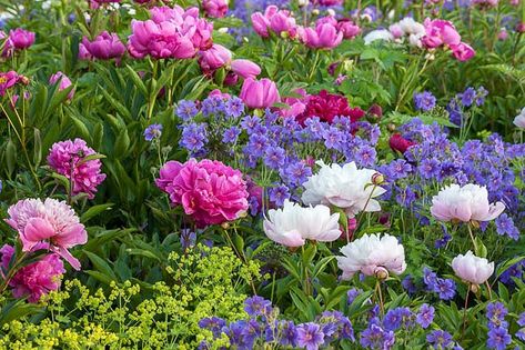 A border of mixed herbaceous peonies is always an image of beauty and elegance. If you plant peonies in your home garden, certainly consider planting them in groups. There is no doubt peonies are beautiful individually, but in drifts they create a magical and breathtaking scenery. Interplant them with the rich violet-blue blossoms of Geranium x magnificum and the lime green flowers of Alchemilla mollis (Lady's Mantle) and enjoy a terrific spring garden! Rozanne Geranium, New England Garden, Hardy Geranium, Lady's Mantle, Paeonia Lactiflora, Best Perennials, Garden Shrubs, Peonies Garden, Hardy Plants