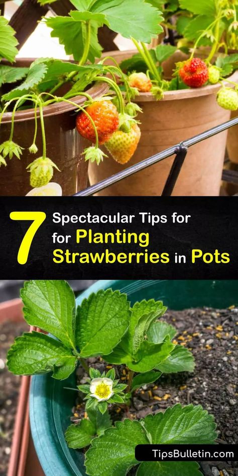 Planting Strawberries, Growing Strawberries In Containers, Types Of Strawberries, Everbearing Strawberries, Gemüseanbau In Kübeln, Strawberries In Containers, Strawberry Pots, Diy Container Gardening, Container Vegetables