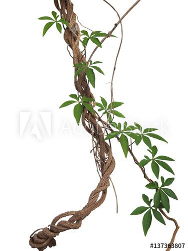 Stock Image: Twisted big jungle vines with leaves of wild morning glory liana plant isolated on white background, clipping path included. Jungle Vines, Vines Leaves, Nature Tattoo Sleeve, Environment Props, Vine Tattoos, Vine Leaves, Unique Trees, Nature Tattoos, Decorative Letters