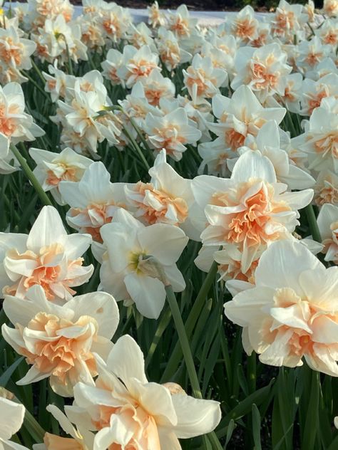 Dafadills Flowers, Daffodil Flower Aesthetic, Daffodil Aesthetic, Daffodils Aesthetic, Widget Flower, White Daffodils, March Birth Flowers, Calendar Background, Flower Window