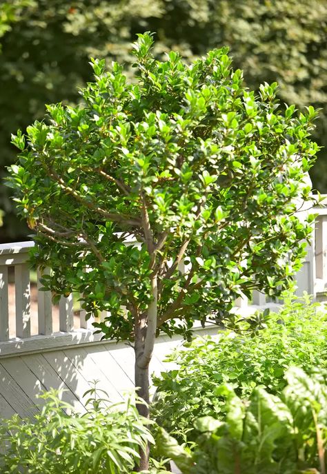 20 Best Evergreen Trees for Privacy and Year-Round Greenery Evergreen Trees Landscaping, Evergreen Landscape Front Yard, Evergreen Trees For Privacy, Best Trees For Privacy, Trees For Privacy, Evergreens For Shade, Bay Laurel Tree, Yard Privacy, Short Trees