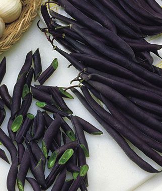 Purple Queen: Growth Habit: Bush    Days to Maturity: 52  days  Sun: Full Sun    Height: 15-20  inches Purple Beans, Black Things, Purple Queen, Purple Food, Bean Plant, Dream Food, Unique Vegetables, Bush Beans, Pole Beans