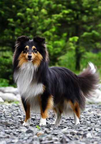 Shetland Sheepdog! Tri Color Sheltie, Sheltie Tri Color, Tricolor Sheltie, Sheltie Puppy, Sheltie Dogs, Shetland Sheep, Bully Sticks, Rough Collie, Dogs Love