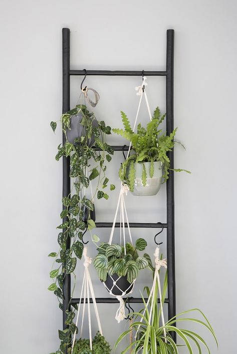 Plant In Interior Design, Hanging Plants On Ladder, Ladder Decor Plants, Plants On Ladder, Ladder With Plants, Plant Decor Diy, Interior Plants Decoration, Plant Ladder, Decoration Plants