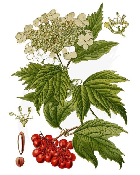 Hedgerow Plants, Hedge Witchery, Foraging Guide, Guelder Rose, Rose Notebook, Missouri Botanical Garden, Food Medicine, British Garden, Rose Illustration