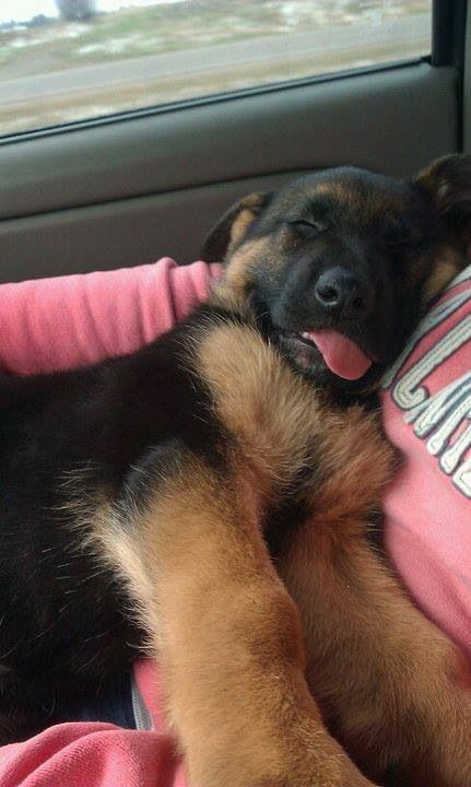 Finally, it’s gotta be this tongue that wins. Shepherd Dogs, Airedale Terrier, Funny Dog Pictures, Shepherd Puppies, German Shepherd Puppies, German Shepherds, Funny Animal Pictures, German Shepherd Dogs, Shepherd Dog