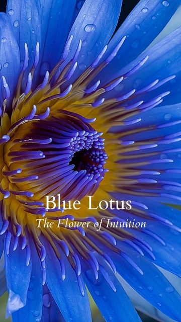 Blue Lotus Meaning, Egyptian Blue Lotus Flower Tattoo, Blue Lotus Flower Wallpaper, Blue Lotus Aesthetic, Blue Lotus Painting, Egyptian Blue Lotus Flower, Egyptian Flowers, Papyrus Flower, Lotus Meaning