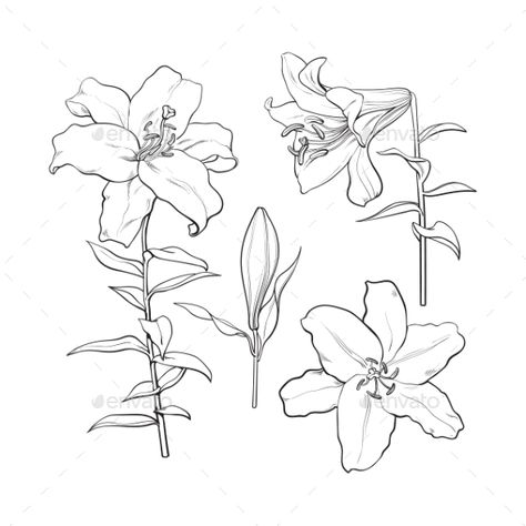 Set of Hand Drawn White Lily Flowers Lilly Line Drawing, Lilly Sketch, Lily Flower Line Drawing, Flower Side View, Lilly Illustration, Line Art Lily, Lilies Illustration, White Lily Sketch, Lilly Flower Drawing