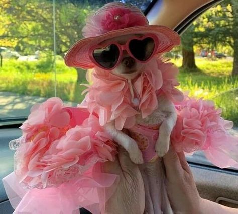 15 Photos Confirming That Chihuahuas Love Pink | Page 2 of 3 | PetPress A Dog, Chihuahua, A Small, Puppies, Sunglasses, Animals, Pink