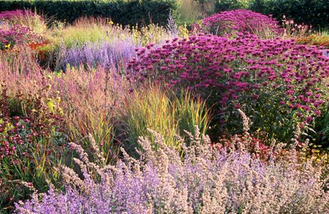 piet oudolf Perennial Borders, Wild Gardens, Plant Combos, Garden Perennials, Garden Flowers Perennials, Dutch Gardens, Piet Oudolf, Contemporary Garden Design, Prairie Garden