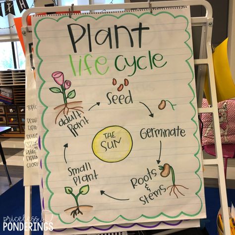 Life Cycles Kindergarten, Plants Kindergarten, Plant Lessons, Science Anchor Charts, Kindergarten Anchor Charts, Life Cycles Activities, Plant Activities, Plants Unit, 1st Grade Science