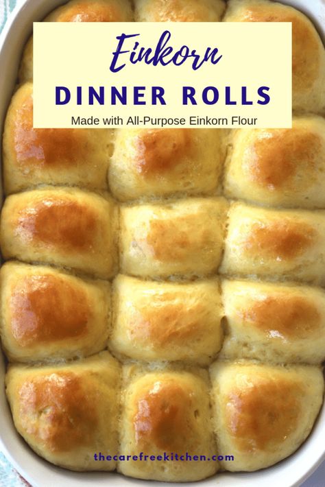 This einkorn dinner roll recipe is made with simple ingredients and is oh, so delicious!  These homemade dinner rolls will be a family favorite in no time. #einkorn #einkornrecipes #dinnerrolls #rolls #thanksgiving #allpurposeeinkorn #homemade Einkorn Buns, Einkorn Biscuits, Rolls Thanksgiving, Easy Dinner Rolls, Ancient Grains Recipes, Einkorn Bread, Einkorn Recipes, Einkorn Flour, Dinner Roll