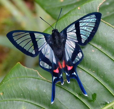 Ecuadorian Clearmark Chorinea gratiosa Photo Papillon, Cool Insects, Beautiful Butterfly Pictures, Animal Accessories, Beautiful Butterfly Photography, Insect Photography, Moth Caterpillar, Butterfly Species, Butterfly Photos