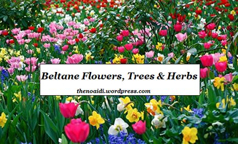 In this post you will learn which flowers, trees and herbs that corresponds with Beltane. #flowers #trees #herbs #flowermagick #treemagick #herbmagick #magic #magick #beltane #sabbat #firefestival #wicca #witch #pagan #heathen #shaman Beltane Herbs And Flowers, Beltane Flowers, Year Wheel, Pagan Holidays, Fire Festival, W.i.t.c.h Aesthetic, Baby Witch, Beltane, Love Rose