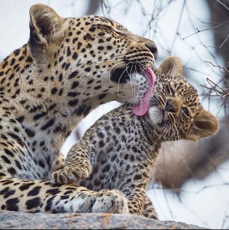 Leopard mom cleaning up her cub. A mother’s work is never done. Leopard Cub, Gato Grande, Funny Animal Photos, Hyena, Leopards, In The Wild, Animal Photo, Beautiful Cats, Animals Friends