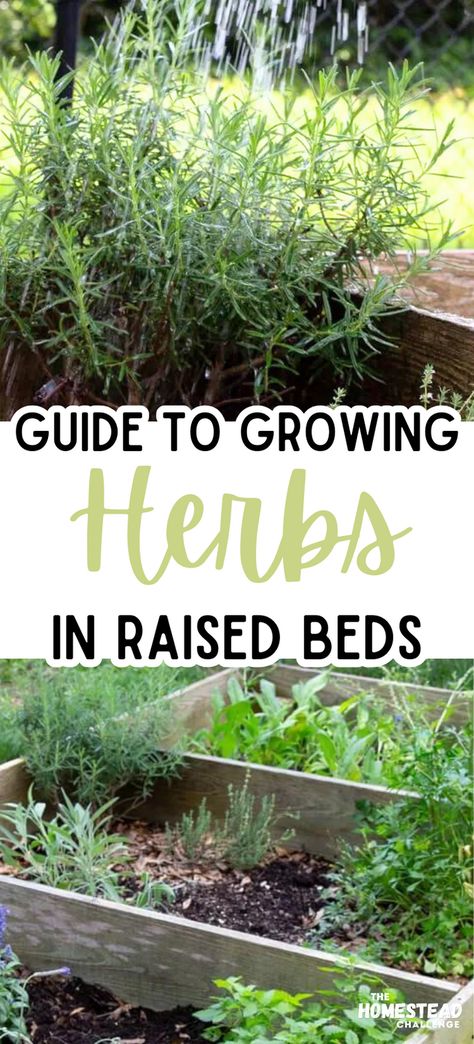 Unlock the secrets to a flourishing herb garden with our guide on Growing Herbs in Raised Beds! Raised beds are not just great for vegetables; they're perfect for cultivating a variety of herbs, too. From fragrant basil to soothing lavender, learn how to optimize your planting, care, and harvesting techniques specifically for raised bed settings. Whether you’re a seasoned gardener or just starting out, our tips will help you create a thriving, accessible, and beautiful herb garden! Herb Garden Layout Ideas, Herb Garden Boxes Outdoor, Herb Bed Ideas, Raised Herb Garden Beds, Herb Garden Raised, Herb Garden Plan, Herbs To Plant Together, Beautiful Herb Garden, Herb Garden Tips