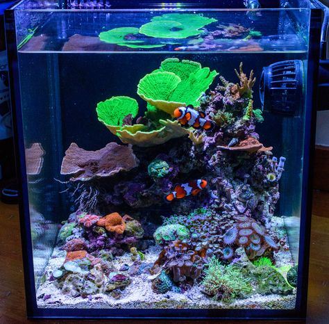 Aesthetic Fishing, Reef Tank Aquascaping, Nano Reef Tank, Fish Tank Ideas, Fish Aesthetic, Marine Fish Tanks, Fish Tank Themes, Coral Reef Aquarium, Saltwater Fish Tanks