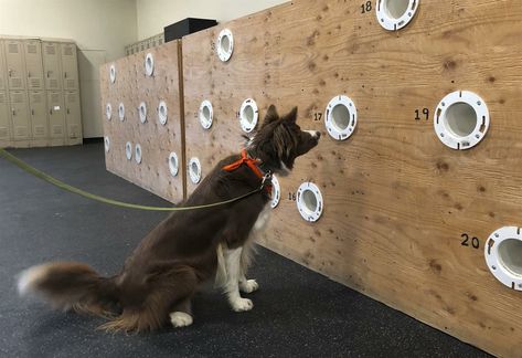 Indoor Dog Park Ideas, Dog Training Facility Layout, Dog Training Facility Ideas, Dog Training Room, Dog Training Area, Dog Breeders Kennels, Dog Training Facility, Dog Gym, Dog Daycare Business