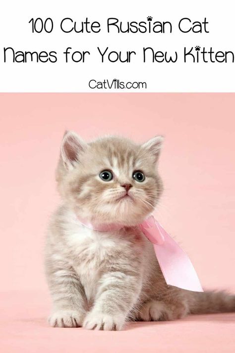 Looking for some really cute Russian cat names? Take a look at our compilation of 100 monikers and you'll surely pick a lovely name after reading this guide! Pet Names For Girls, Kitten Names Girl, Kittens Aesthetic, Boy Cat Names, Girl Cat Names, Names Aesthetic, Unique Cat Names, Names Cat, Cat Smile