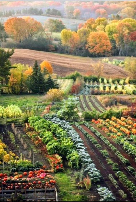 Patiently waiting for Autumn 🍂🌿🌰🌿🍁 LMBO...  who am I kidding, I'm not being patient at all, hurry up and get here already 🍂🌰🍁 Waiting For Autumn, Fall Vegetable Garden, Vegetable Garden Layout, Wohne Im Tiny House, Old World Elegance, Vegetable Garden Ideas, Farm Pictures, Garden Layout Vegetable, Farm Lifestyle