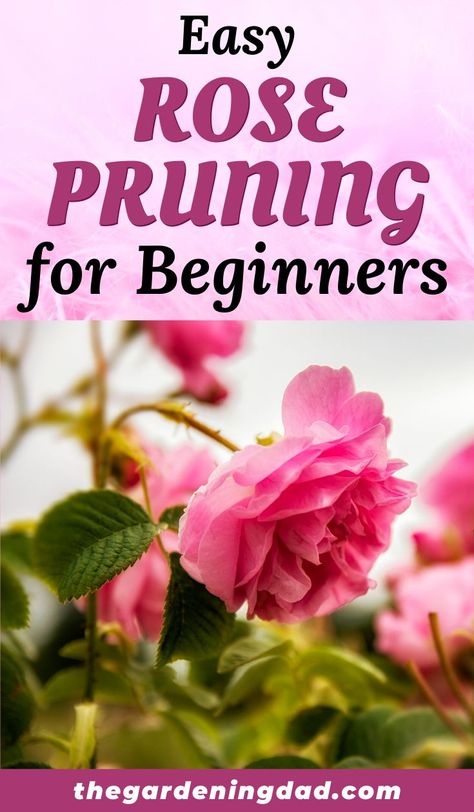 When To Prune Roses, Roses Garden Care, Rose Bush Care, Prune Roses, Rose Pruning, How To Grow Roses, Rose Garden Landscape, Beginners Garden, Rose Plant Care