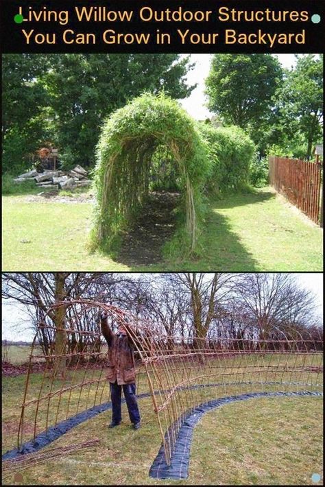 Willow Structures, Living Willow, Jardim Diy, نباتات منزلية, Desain Lanskap, Garden Types, Backyard Living, Haiwan Peliharaan, Diy Backyard