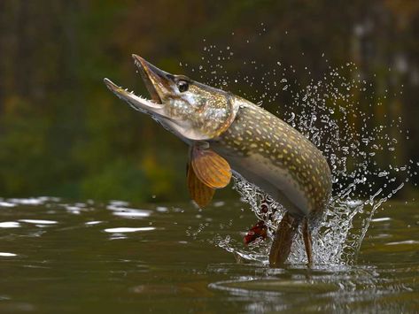 Pike Fishing Tips, Pike Fish, Northern Pike, Fish Artwork, Smallmouth Bass, Pike Fishing, Types Of Fish, Fabric Wall Art, Rainbow Trout