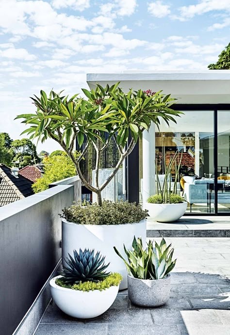 8 inspiring rooftop garden ideas. #Gardening #RooftopGarden #RooftopGardenIdeas #RooftopGardenDesign Modern Planting, Tropical Garden Plants, Canopy Weights, Tanaman Pot, Desain Lanskap, Modern Garden Design, Have Inspiration, Low Maintenance Garden, Rooftop Garden