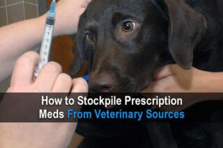 Dog Biscuit, 72 Hour Kits, Survival Items, Biscuit Recipes, Animal Medicine, Vet Med, Urban Survival, Natural Insect Repellant, Power Grid