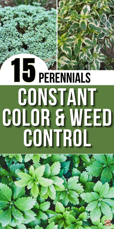 Keep your garden bright and weed-free with these 15 evergreen perennials. Known for their rich color and hardy growth, these plants provide natural weed suppression and low-maintenance beauty throughout the year. From ground covers to flowering evergreens, each option offers a touch of vibrancy while reducing the time spent weeding. Save this pin for ideas on creating a colorful, evergreen garden that stays beautiful and manageable season after season. Plants For Arizona Heat, Flowering Evergreens, Walkable Ground Cover, Flowering Ground Cover Perennials, Full Sun Ground Cover, Evergreen Ground Cover Plants, Evergreen Perennials, Evergreen Groundcover, Perennial Ground Cover