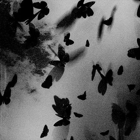 Black Butterflies Aesthetic, Black And White Photograph, Gray Aesthetic, Black And White Aesthetic, Black Aesthetic Wallpaper, Black Butterfly, Dark Photography, Butterfly Wallpaper, Pics Art