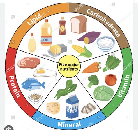 Balanced Diet Chart, Balance Diet, Diet Chart, Preschool Art Activities, Line Art Tattoos, Funny Study Quotes, Writing Project, Face Contouring, Preschool Art