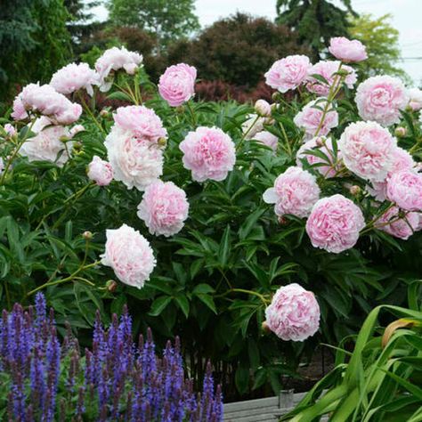 Paeonia Sarah Bernhardt, Sarah Bernhardt Peony, Peony Sarah Bernhardt, Peony Plant, Peony Drawing, Peonies Centerpiece, Deer Resistant Perennials, Peony Arrangement, Sarah Bernhardt