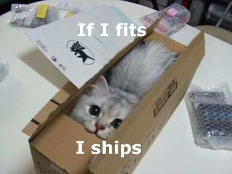 If it fits, i ships funny cute memes cat meme funny quote funny quotes humor humor quotes funny pictures Koci Humor, Cat Anime, Cat Box, Drawing Tutorials, Cute Kittens, Anime Boys, Black Cats, Crazy Cat Lady, 귀여운 동물