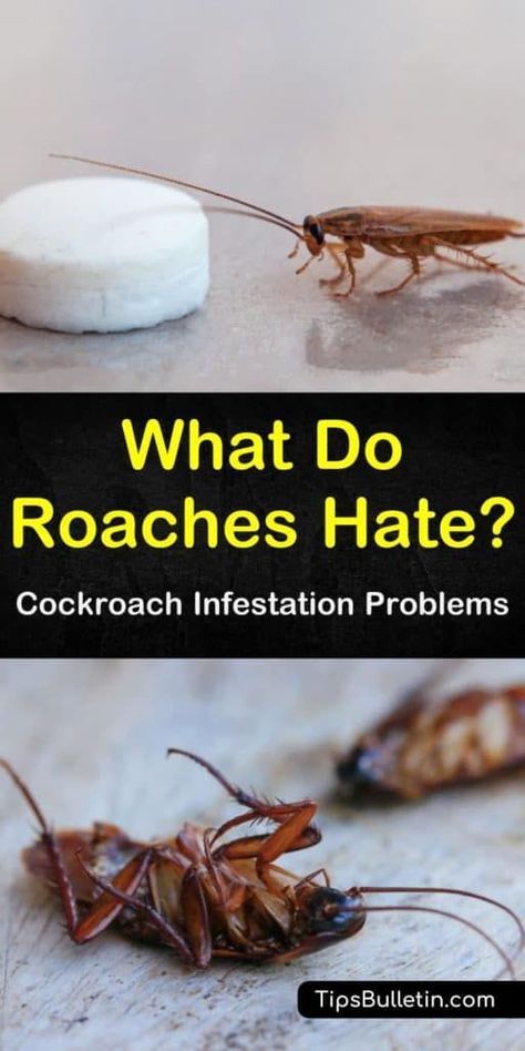 How To Get Rid Of Roaches Naturally, Natural Remedies For Roaches, Natural Cockroach Repellent For Home, Essential Oil Roach Repellent, Diy Cockroach Repellent, How To Repel Roaches, Natural Roach Repellant, Best Way To Get Rid Of Cockroaches, Roach Repellent Essential Oils