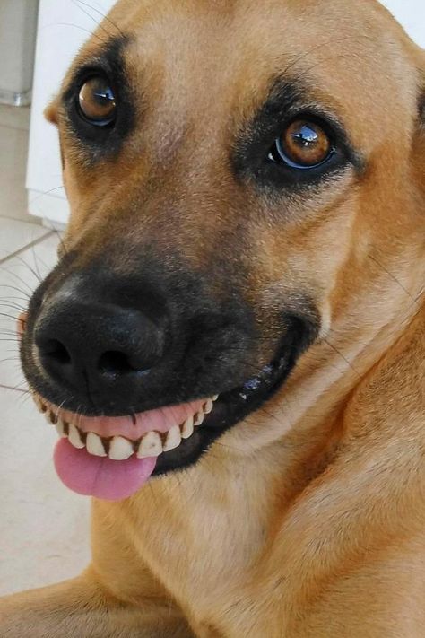 Cute canine Pandora found the dentures in the garden and took a shine to them False Teeth, Weird Images, Funny Dog Memes, Dog Videos, Dentures, Funny Dog Pictures, Smiling Dogs, Dog Teeth, Funny Dog Videos