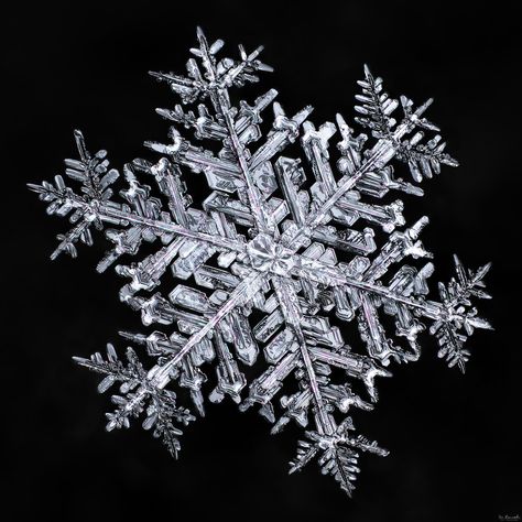 Here’s a special one. “Stellar Dendrite” snowflakes are the ones we most admire… Snowflake Photography, Snow Flake Tattoo, Snowflake Images, Snowflakes Real, Snowflake Photos, Snow Crystal, Ice Crystals, I'm With The Band, Winter Snowflakes