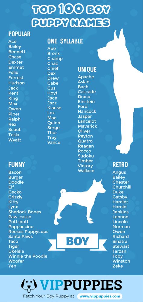 Top 100 puppy names for boys infographic Puppy Names Unique, Cute Puppy Names, Dog Names Unique, Boy Dog Names, Cute Names For Dogs, Names For Boys, Puppy Names, Cute Names, Boy Dog