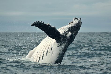 Whale Watch Kaikoura on Twitter: "We had a humpback whale pay us a visit over the weekend! Amazing pics captured by one of our sea crew Allan Cronin. #kaikoura #nzmustdo https://t.co/DkAg13XJG5" Sperm Whale, Whale Art, Good Morning Funny, Amazing Pics, Humpback Whale, Blue Whale, Killer Whales, Class Ideas, Whale Watching