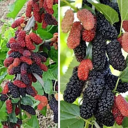 UGALOO Shahtoot/Mulberry Plant Price in India - Buy UGALOO Shahtoot/Mulberry Plant online at Flipkart.com Mulberry Plant, Live Plants, Red Color, Planting Flowers, Black And Red, Fruit, Red, Flowers, Plants