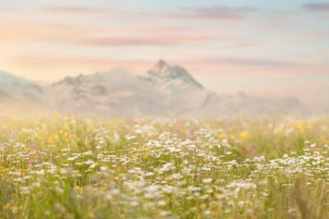 Spring backdrop, Summer Digital Backdrop, Spring Digital Background, Flower Field, Creamy, Dreamy Ba Flower Field Laptop Wallpaper, Flower Field Aesthetic Wallpaper Desktop, Spring Background Wallpapers Laptop, Field Astetic, Spring Medium Widget, Natural Landscape Photography, Flower Background Wallpaper Desktop, Summer Landscape Aesthetic, Dreamy Wallpaper Desktop