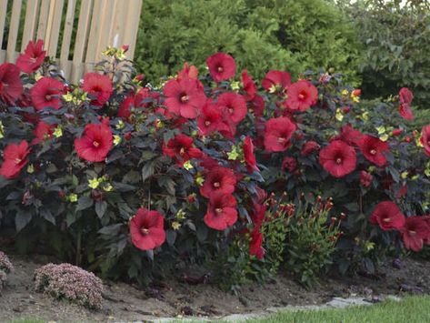 Deer Resistant Shade Plants, Deer Resistant Landscaping, Red Perennials, Proven Winners Perennials, Rabbit Resistant Plants, Deer Resistant Garden, Deer Resistant Perennials, Full Sun Perennials, Deer Resistant Plants