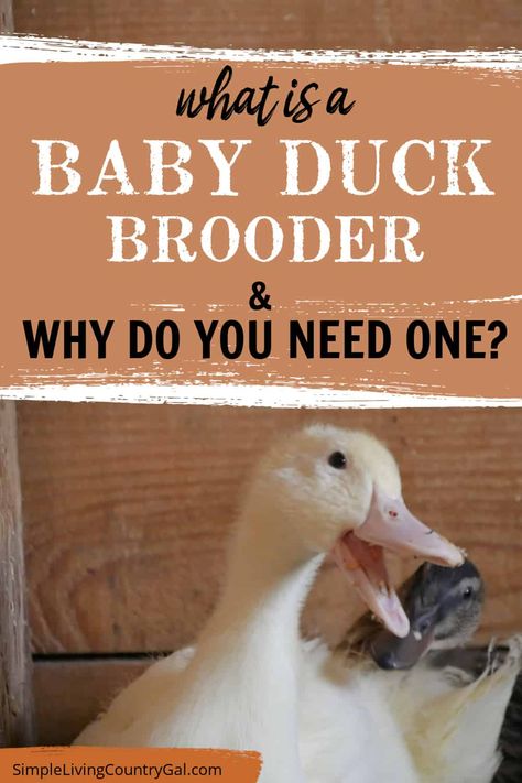 what is a duck brooder and why do you need one? Raising ducks doesn't have to be difficult! With a duck brooder, you can ensure your ducklings get off to the best start in life. Keep them safe from predators and harsh weather conditions with an appropriate enclosure, warm heat source, and protective cover. Give your ducklings the perfect environment for their first few weeks of life and watch them flourish! Diy Duckling Brooder, Duck Brooder Ideas, Duck Brooder, Raising Ducklings, Duck Enclosure, Keeping Ducks, Brooder Box, Duck Breeds, Raising Ducks