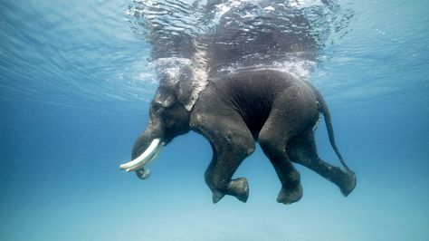 Andamans’ last swimming elephant no more Elephants Photography, Walking In The Jungle, Kangaroo Rat, Elephant Photography, Magical Images, Underwater Photographer, Marine Conservation, Safari Park, Gentle Giant